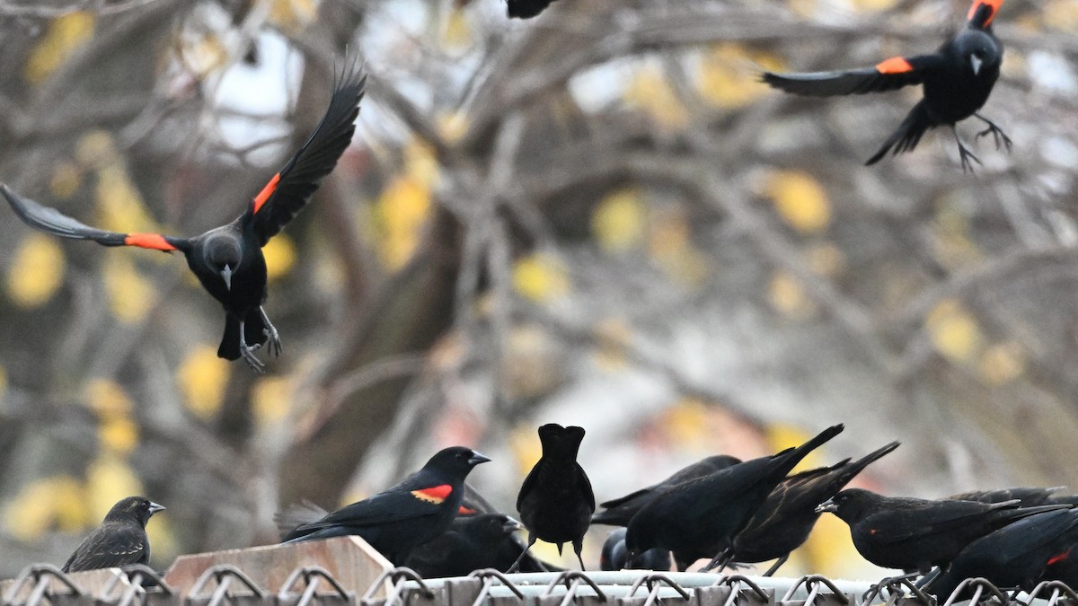 Red-winged Blackbird - ML646823979