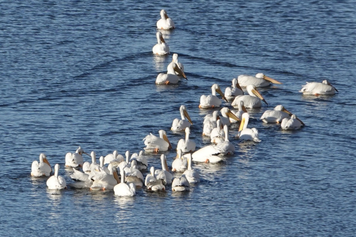 American White Pelican - ML646823980