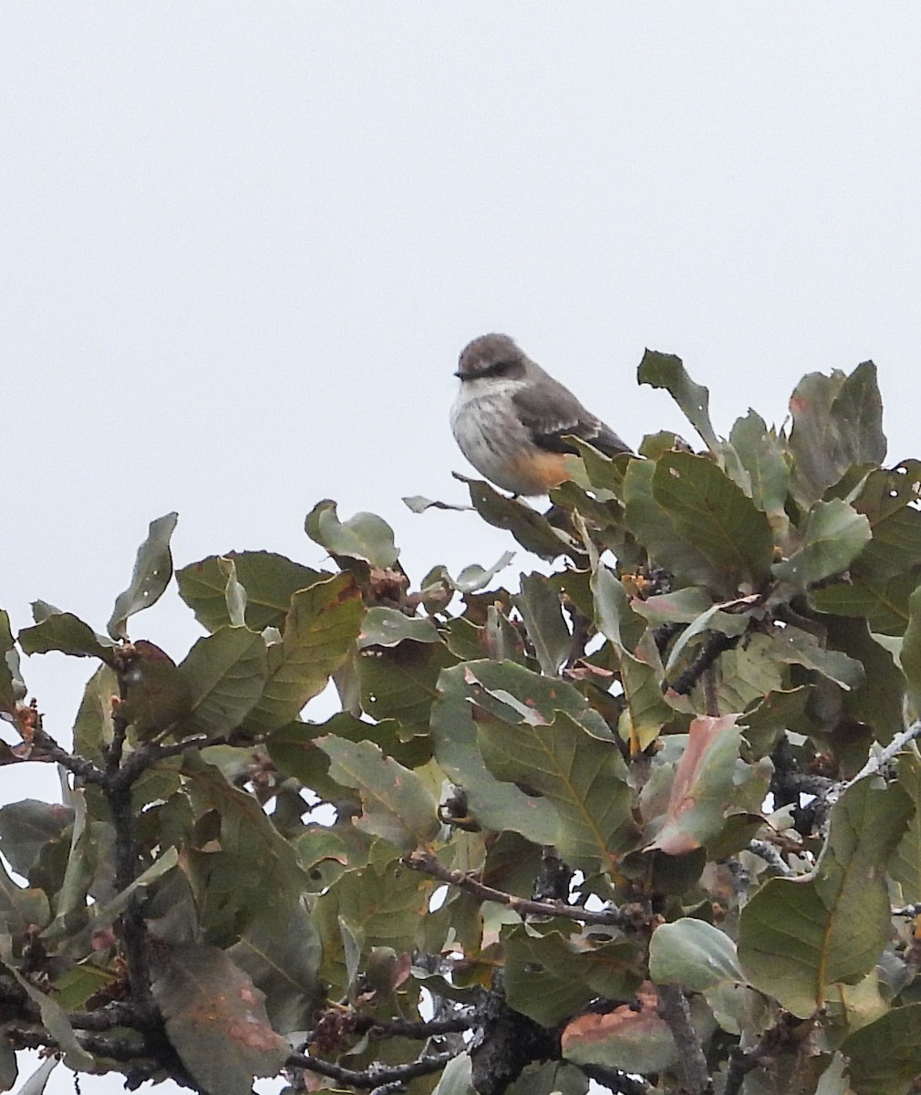 Vermilion Flycatcher - ML646823986