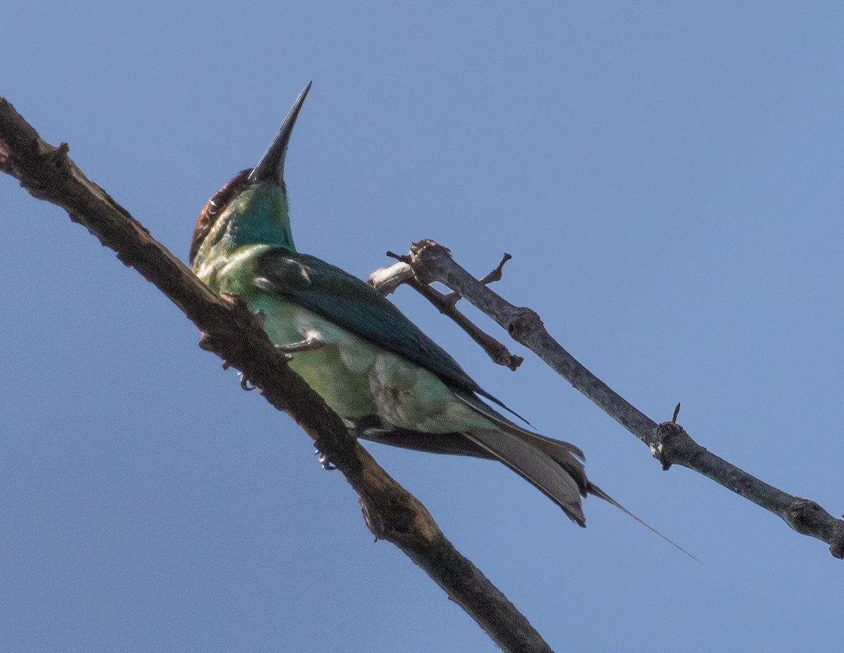 Blue-throated Bee-eater - ML646823994