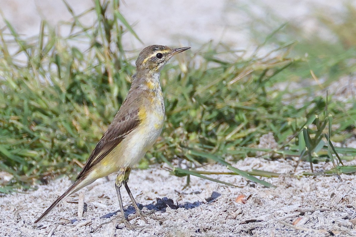 Плиска аляскинська - ML646823995