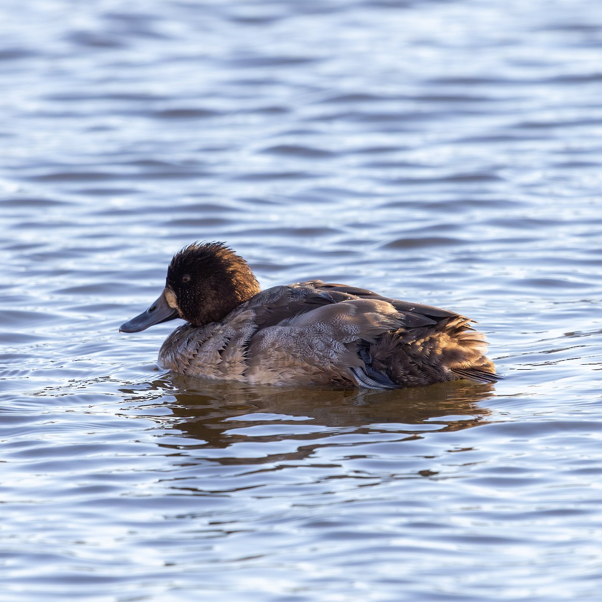 Bergente - ML646823996