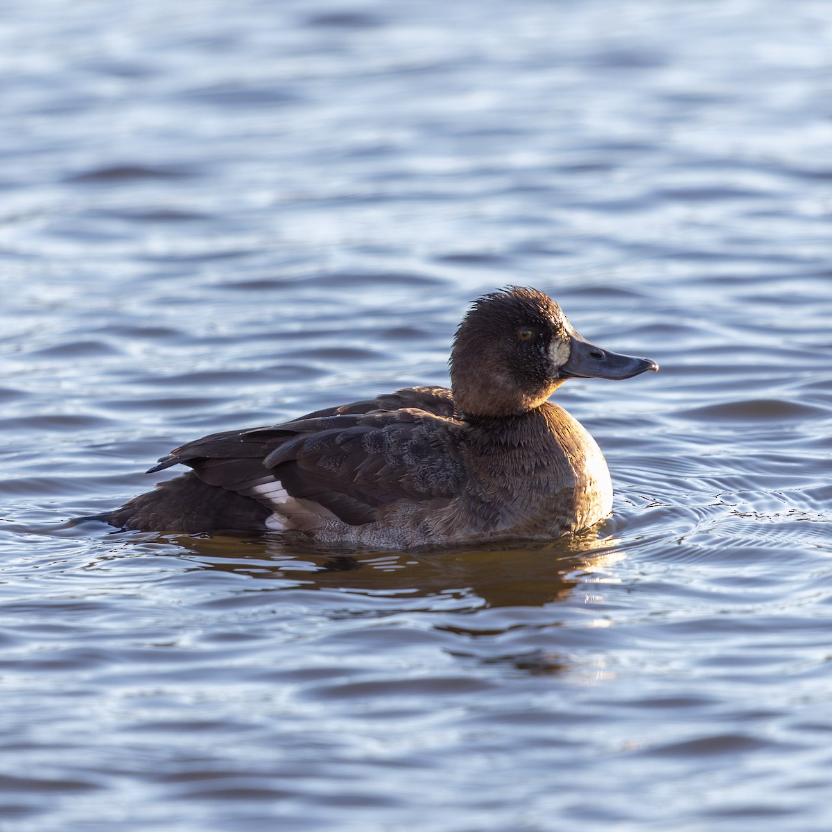 Bergente - ML646823997