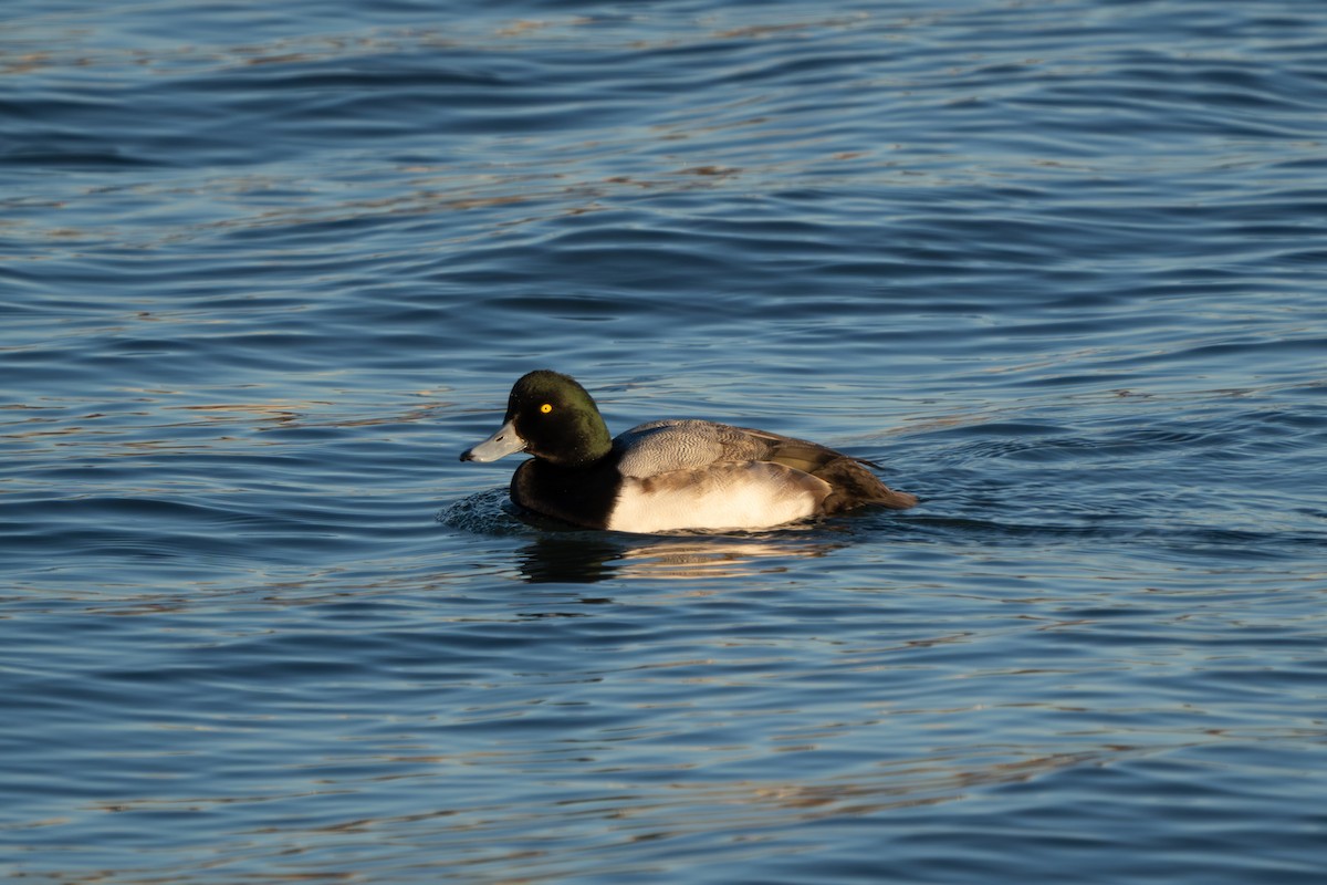 Bergente - ML646823998