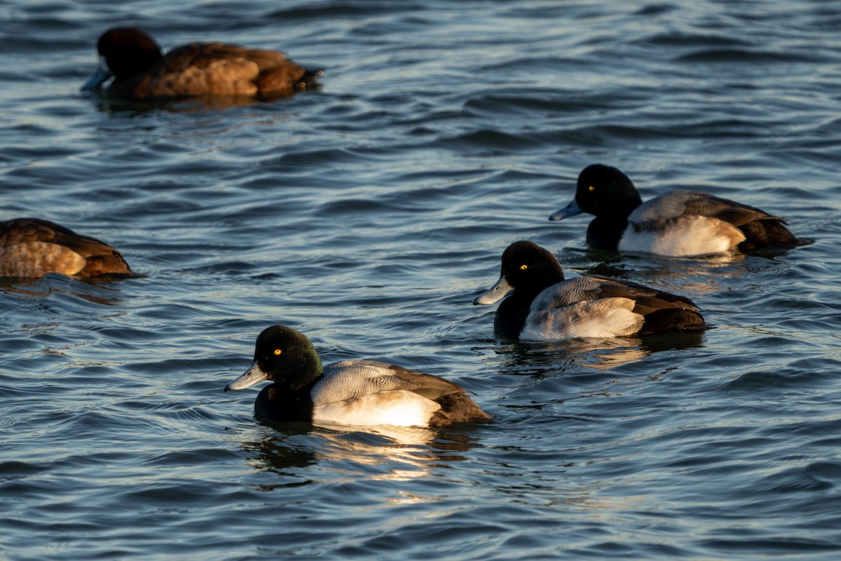 Bergente - ML646823999