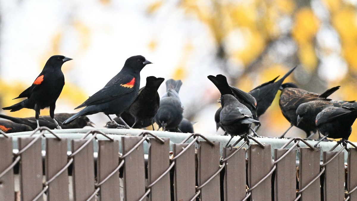 Red-winged Blackbird - ML646824000