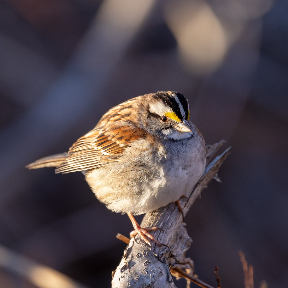 Белогорлая зонотрихия - ML646824007