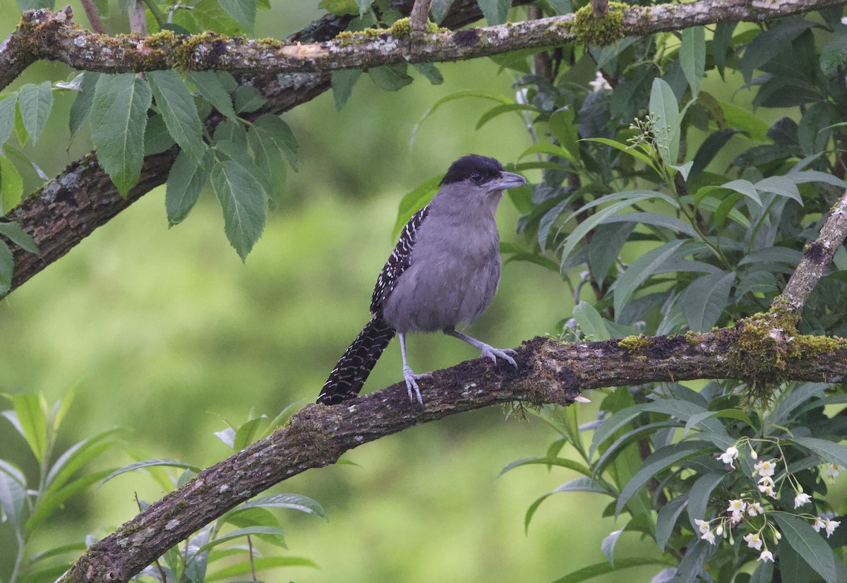 Giant Antshrike - ML646824008