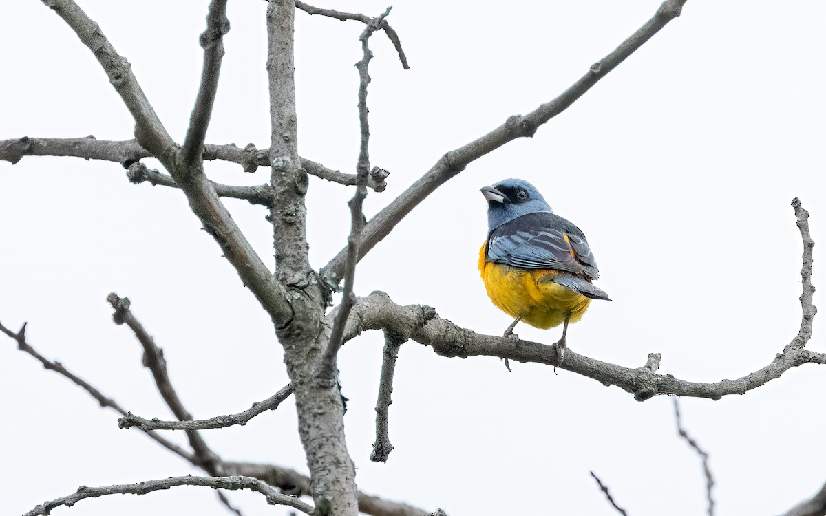 Blue-and-yellow Tanager - ML646824009