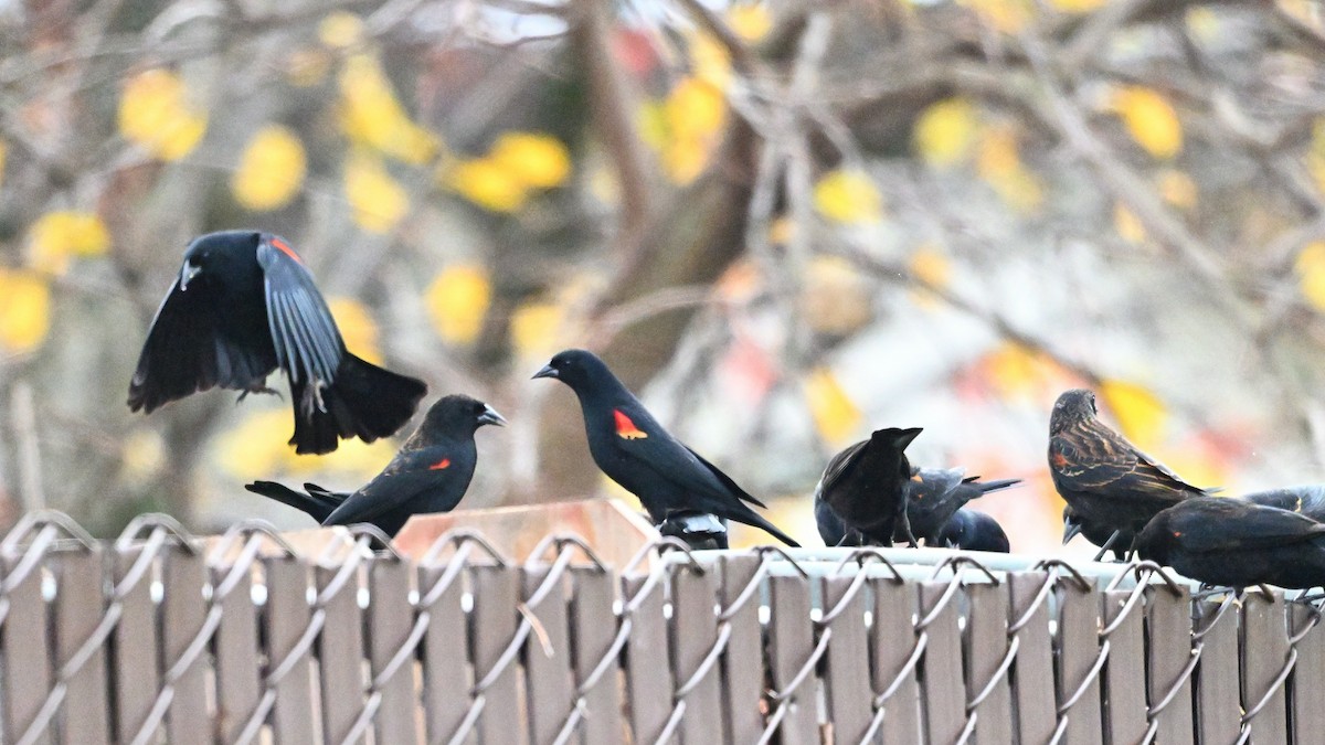 Red-winged Blackbird - ML646824010