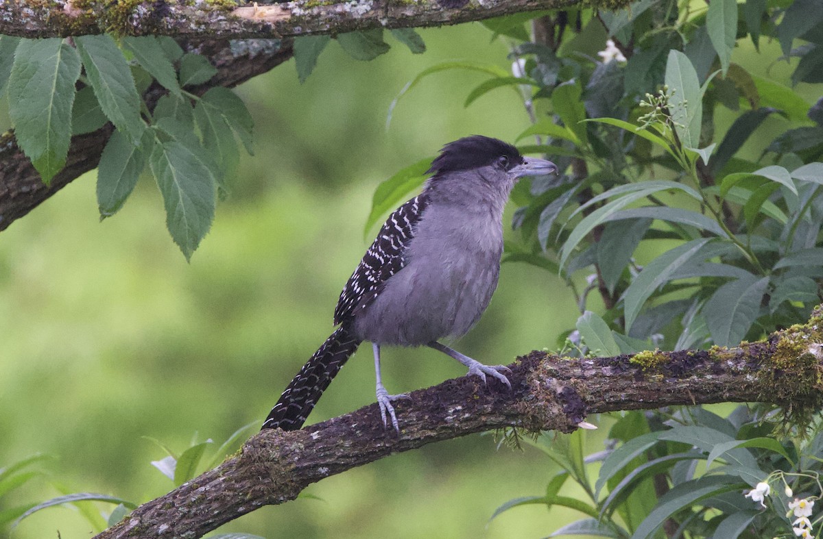 Giant Antshrike - ML646824011