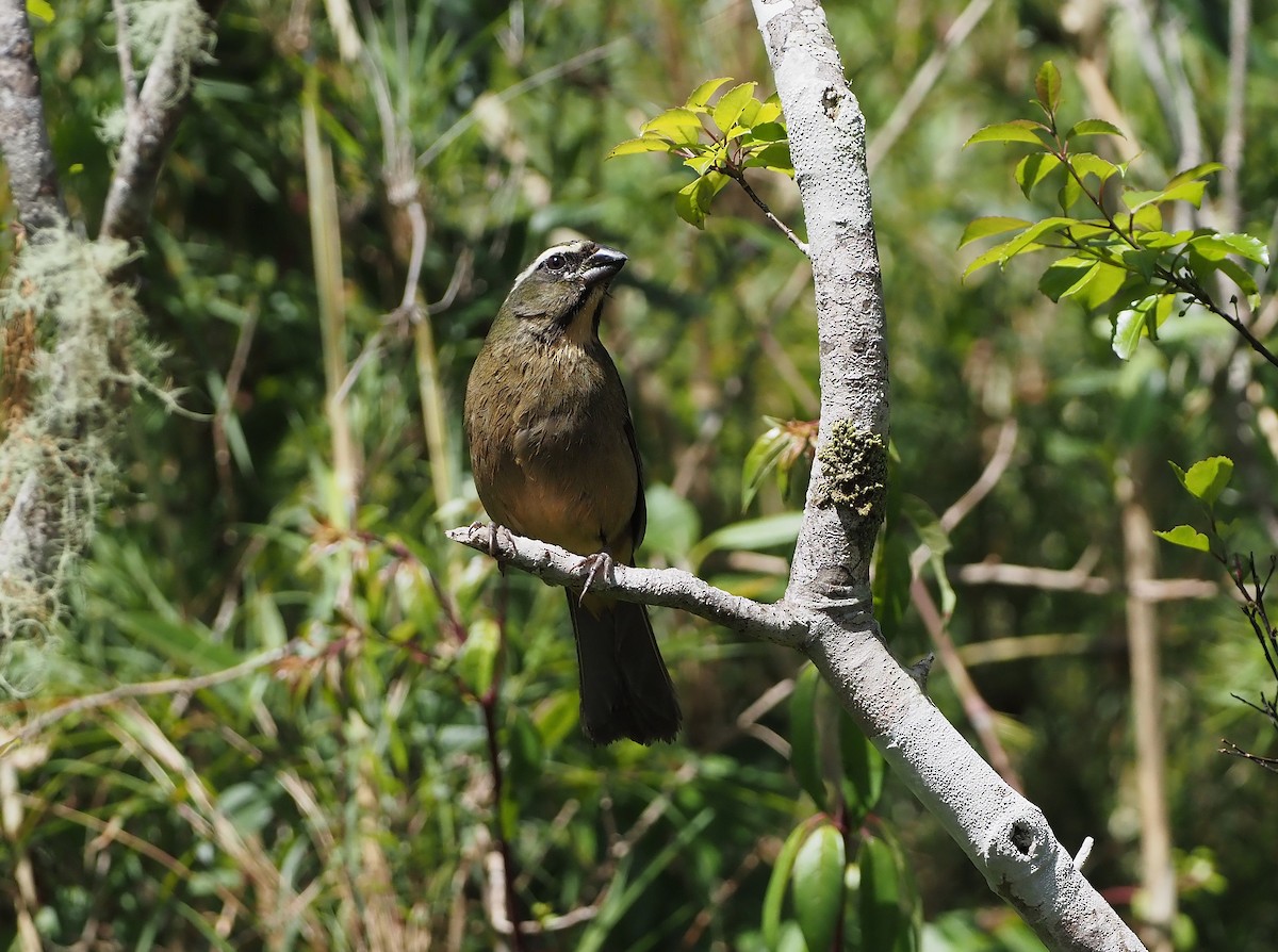 Saltator à bec épais - ML646824012
