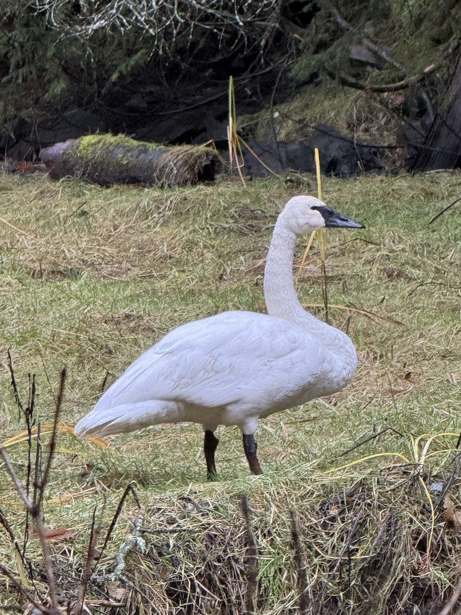 ברבור אמריקני - ML646824013