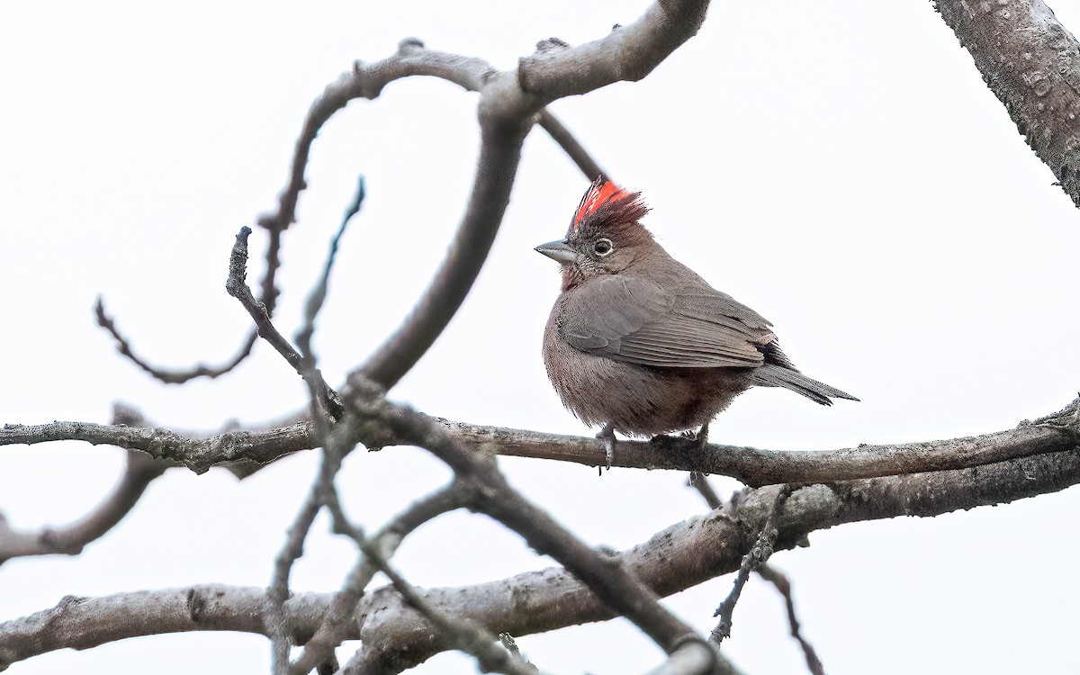 Red-crested Finch - ML646824014