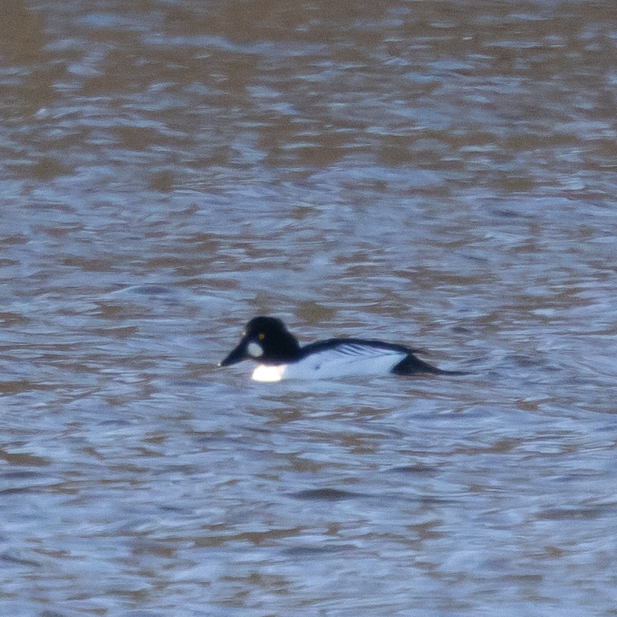 עבראש ירוק - ML646824015
