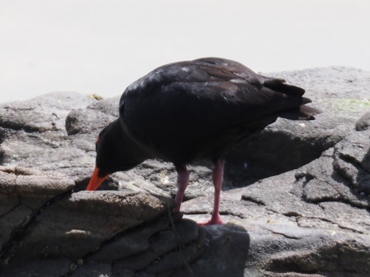 Variable Oystercatcher - ML646824016