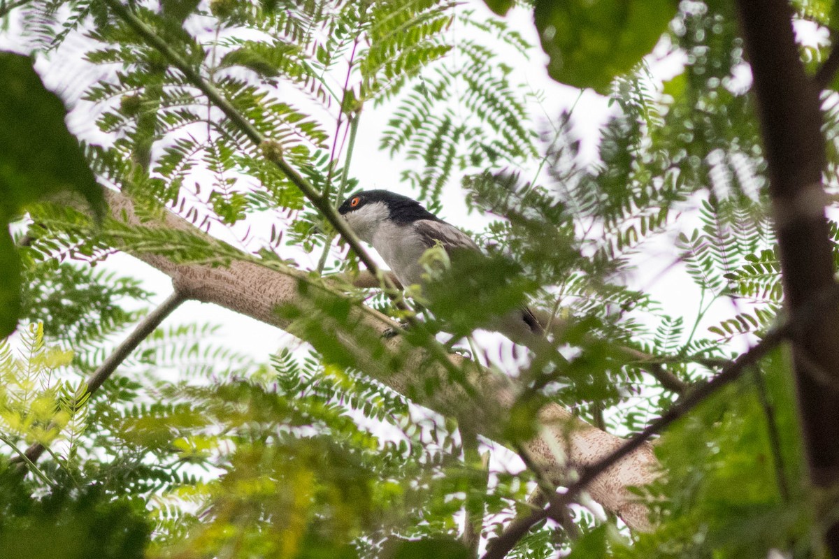 Northern Puffback - ML646824017