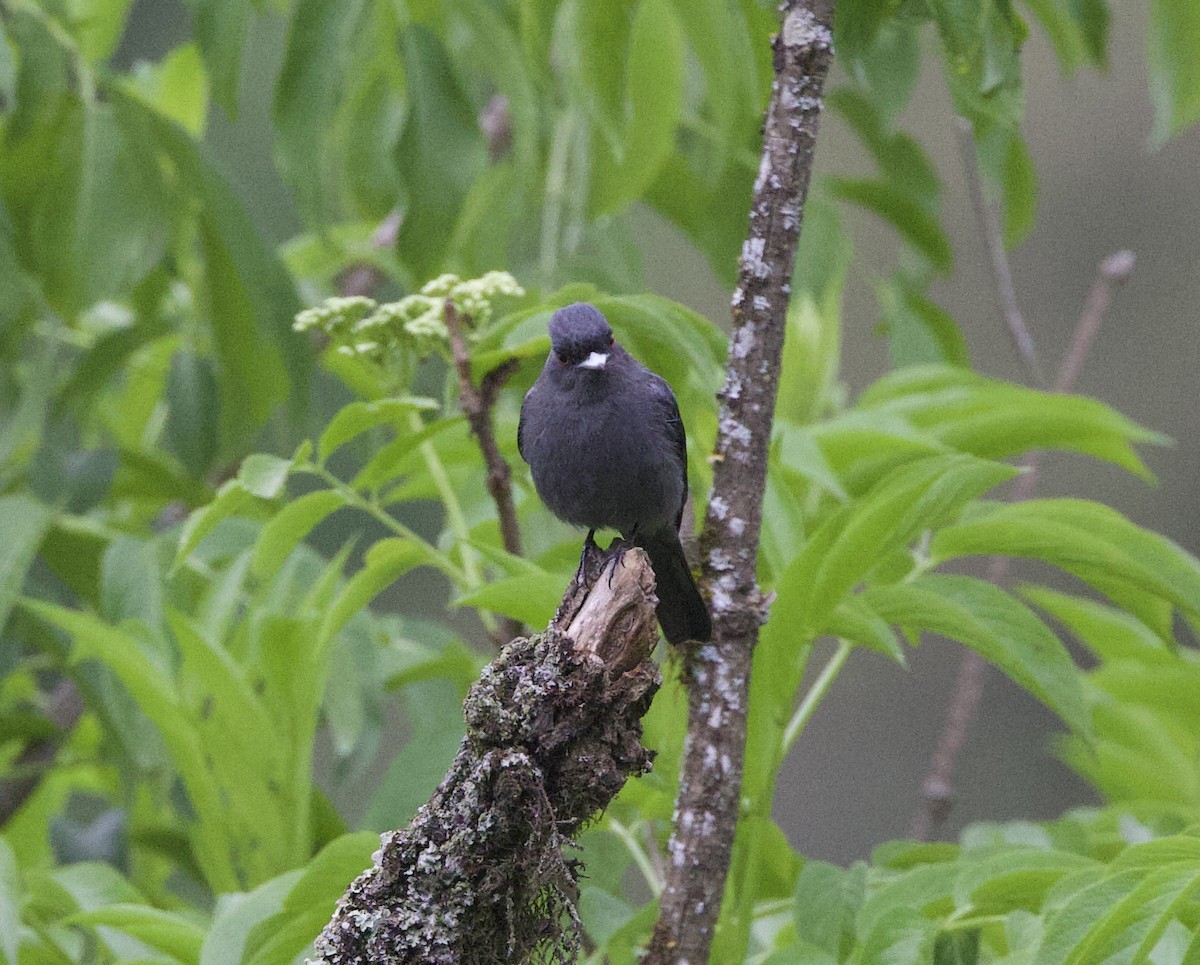 Plumbeous Black-Tyrant - ML646824023