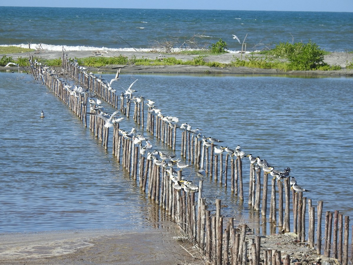 Large-billed Tern - ML646824024