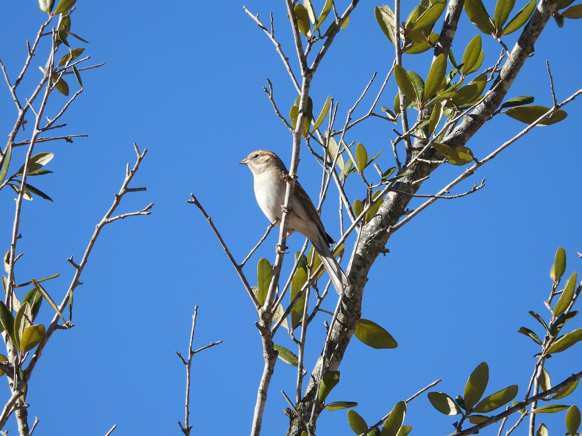 Chipping Sparrow - ML646824025