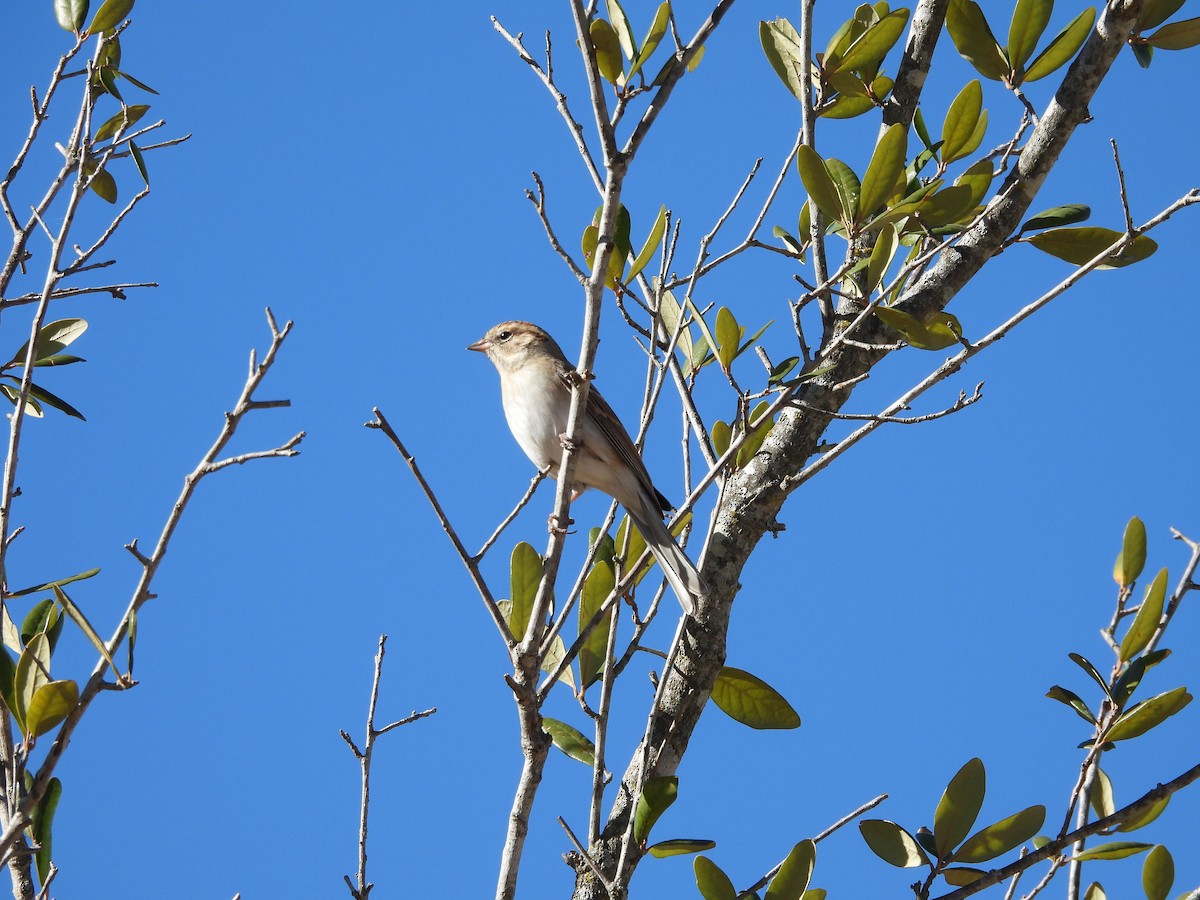 Chipping Sparrow - ML646824026