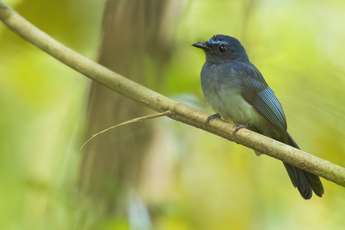 Abanico Azul de Mindanao - ML646824027