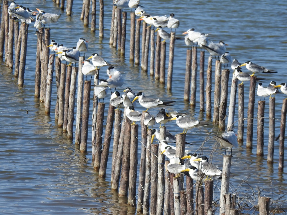Large-billed Tern - ML646824029
