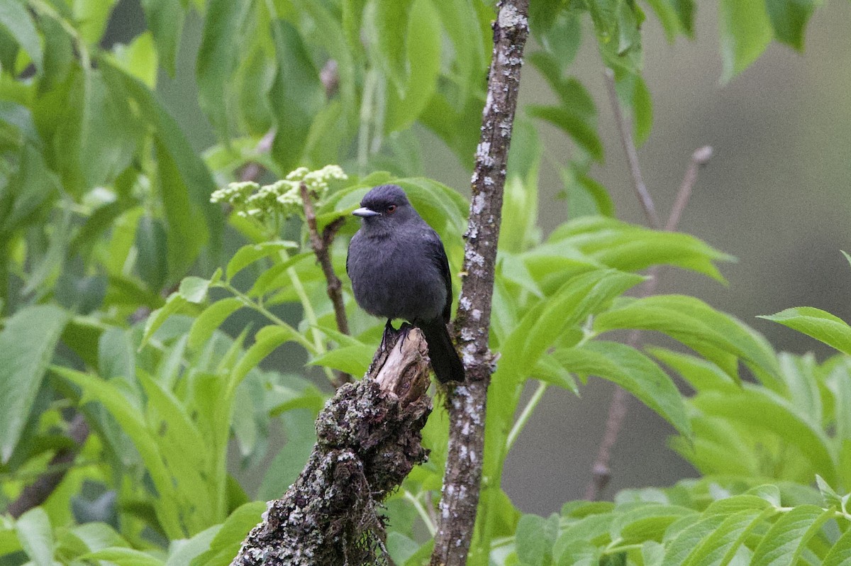 Plumbeous Black-Tyrant - ML646824030