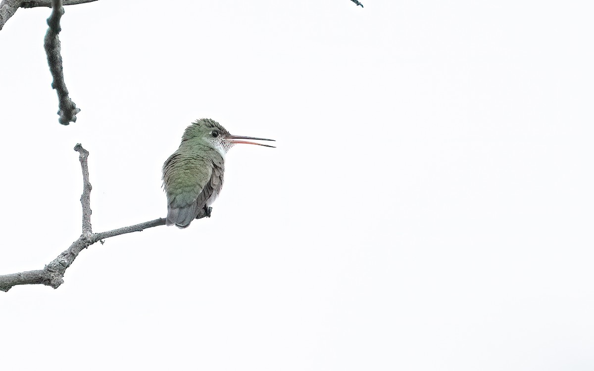 White-bellied Hummingbird - ML646824031