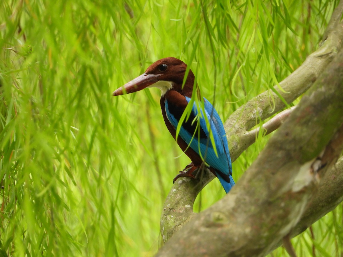 שלדג לבן-חזה - ML646824033