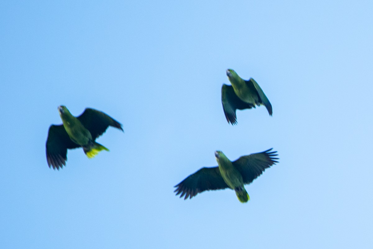 תוכי בלתי-מזוהה - ML646824035