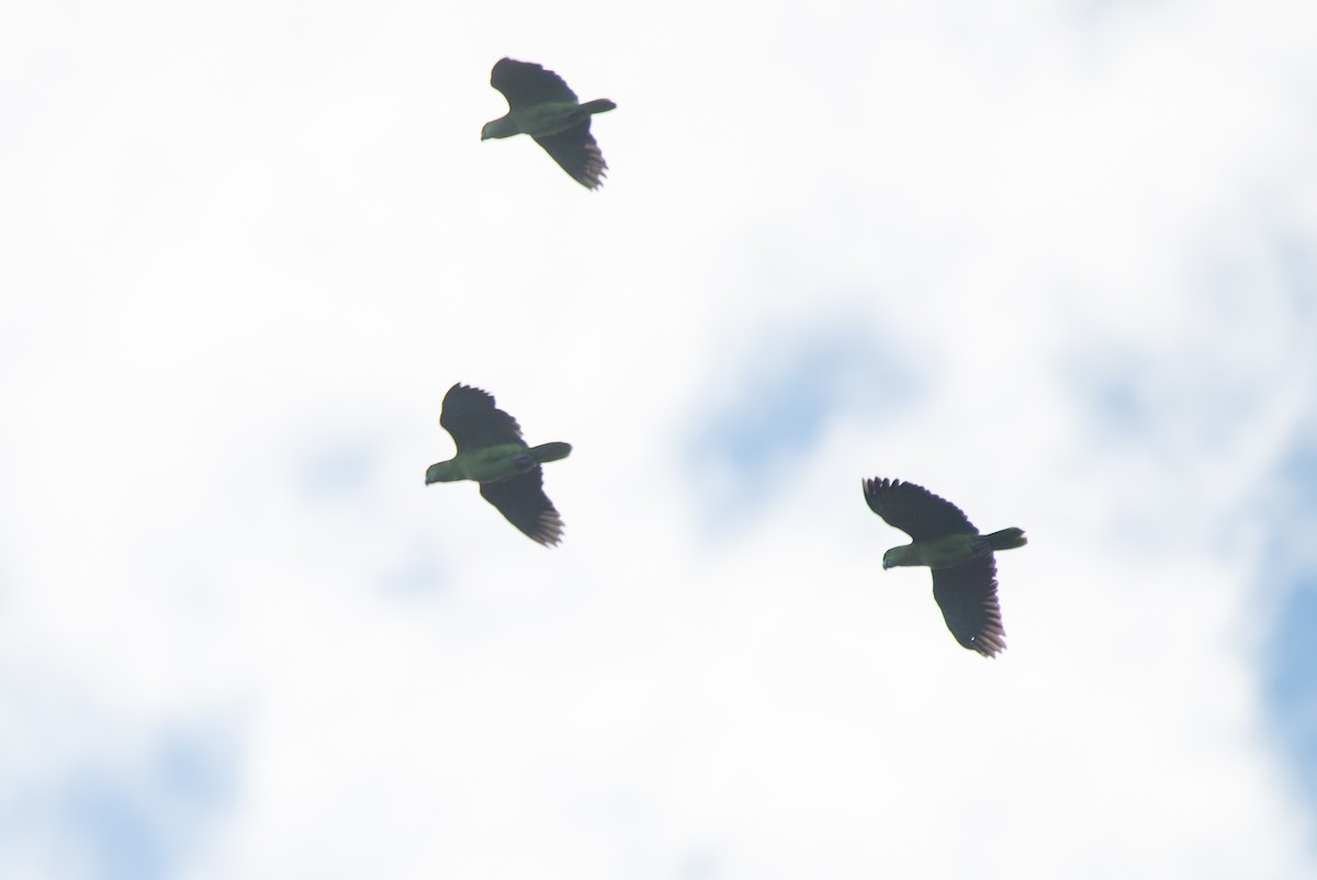 תוכי בלתי-מזוהה - ML646824036