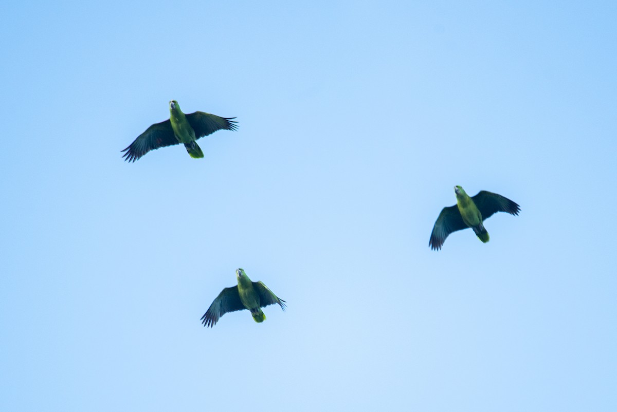 Папугоподібні sp. - ML646824038