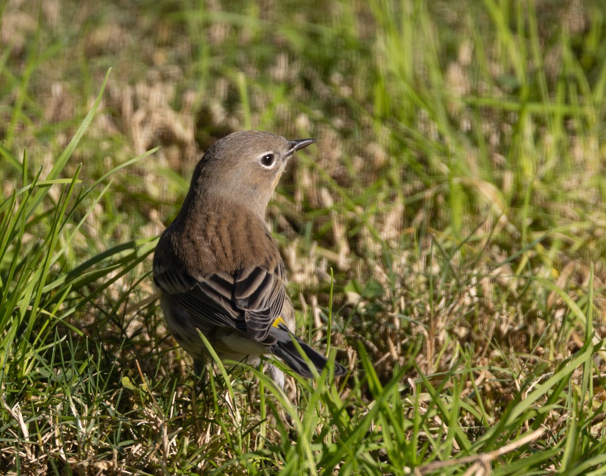 סבכון הכתר - ML646824039