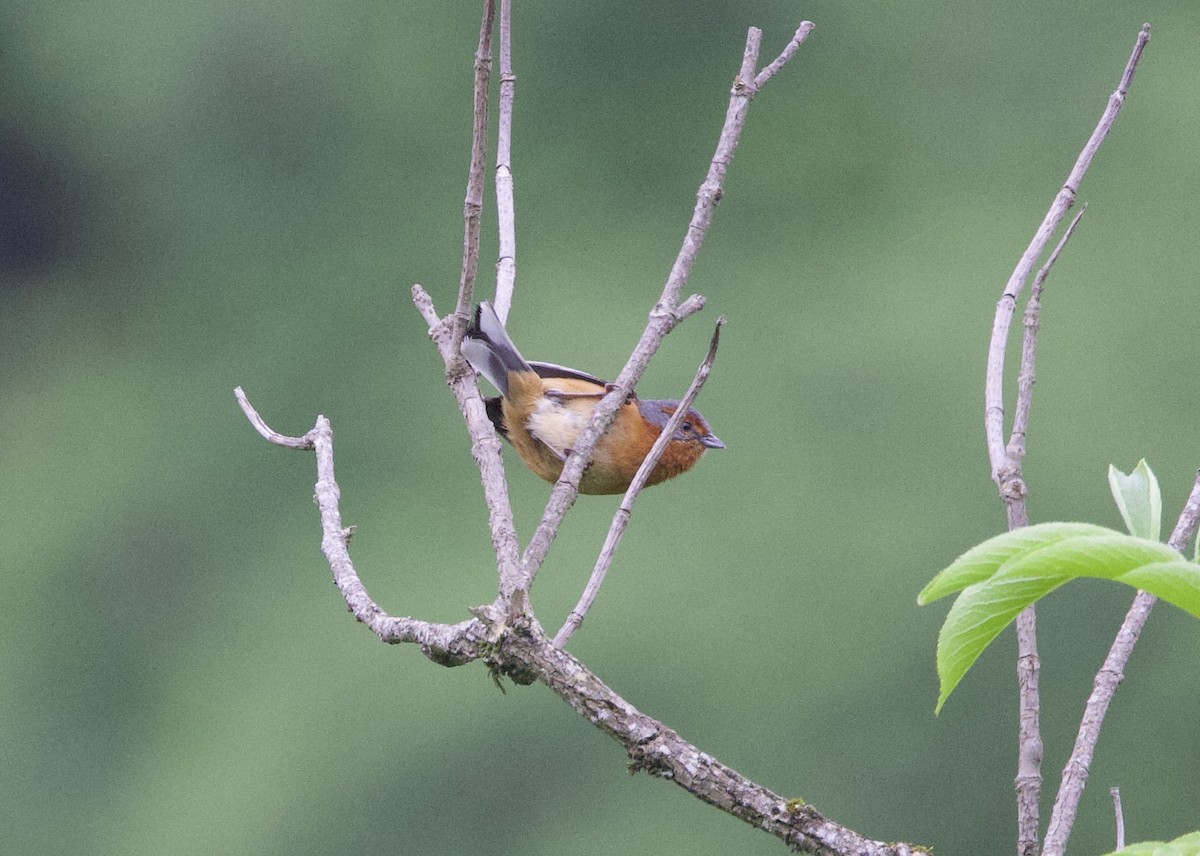 Rusty-browed Warbling Finch - ML646824040