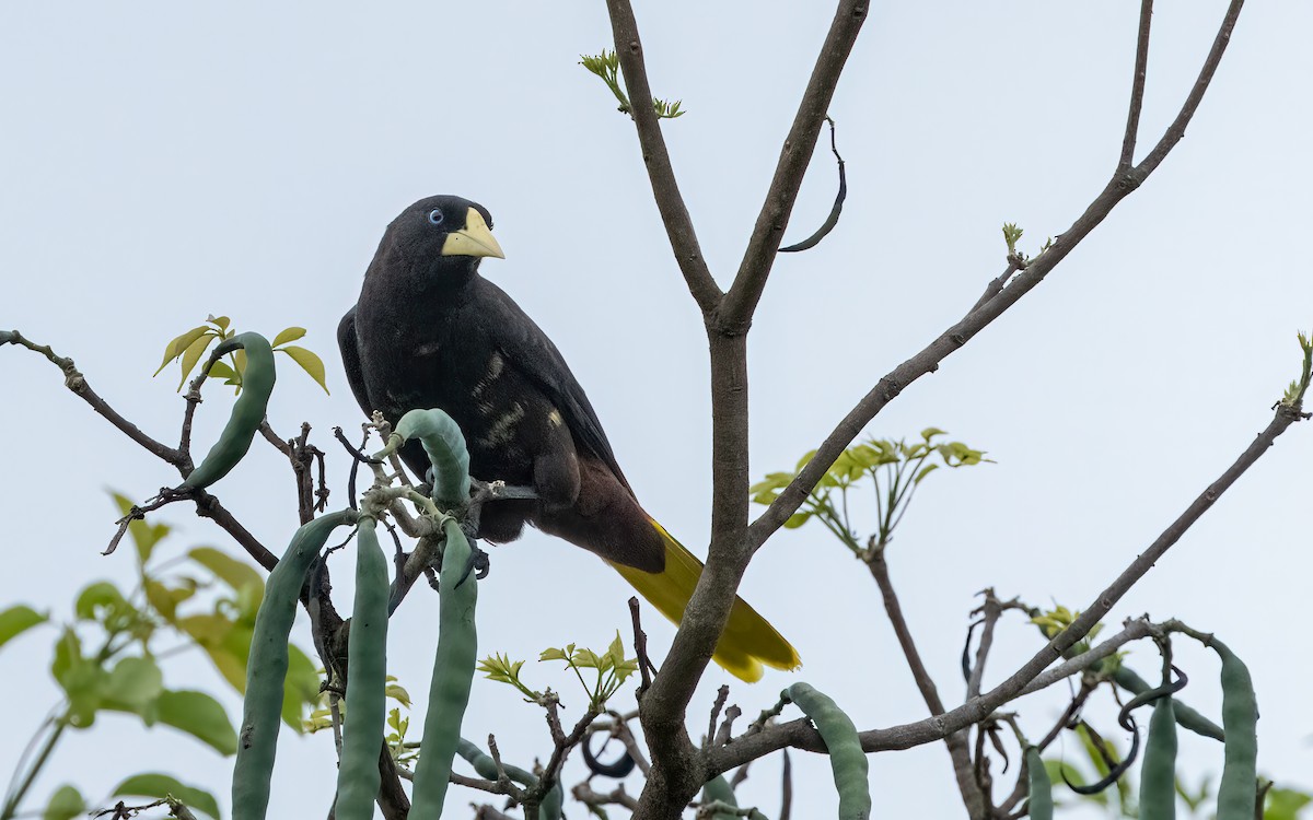Crested Oropendola - ML646824041