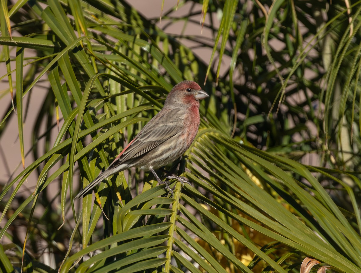 House Finch - ML646824042