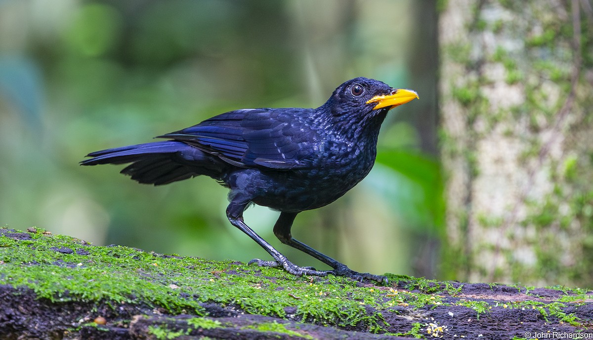 Blue Whistling-Thrush - ML646824043