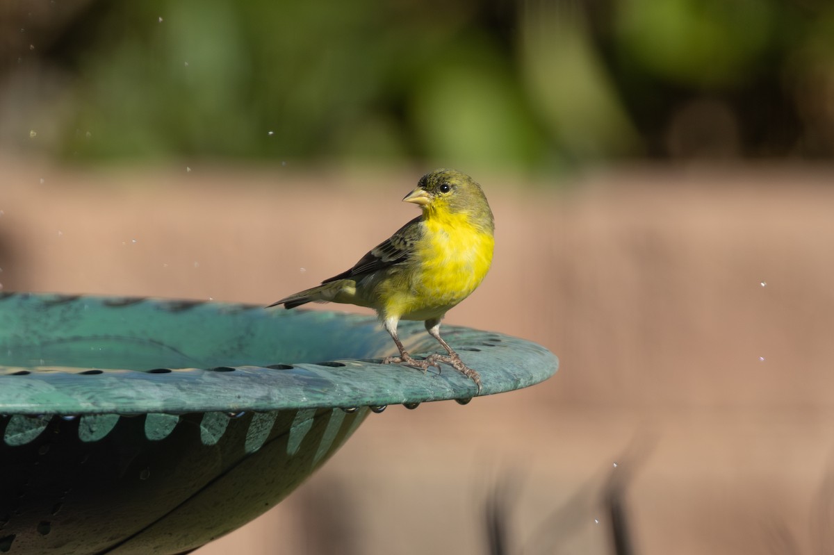 Lesser Goldfinch - ML646824044
