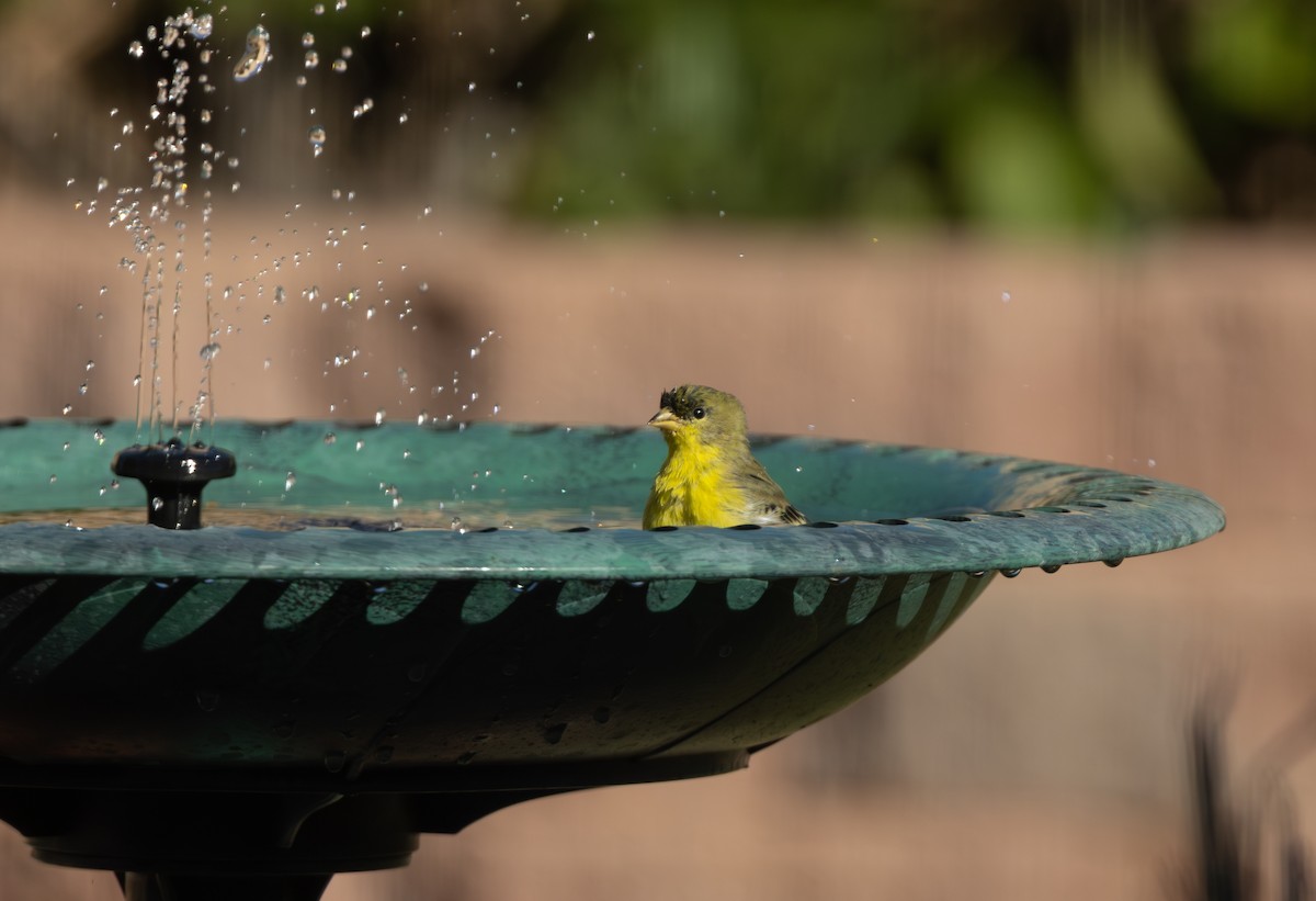 Lesser Goldfinch - ML646824045