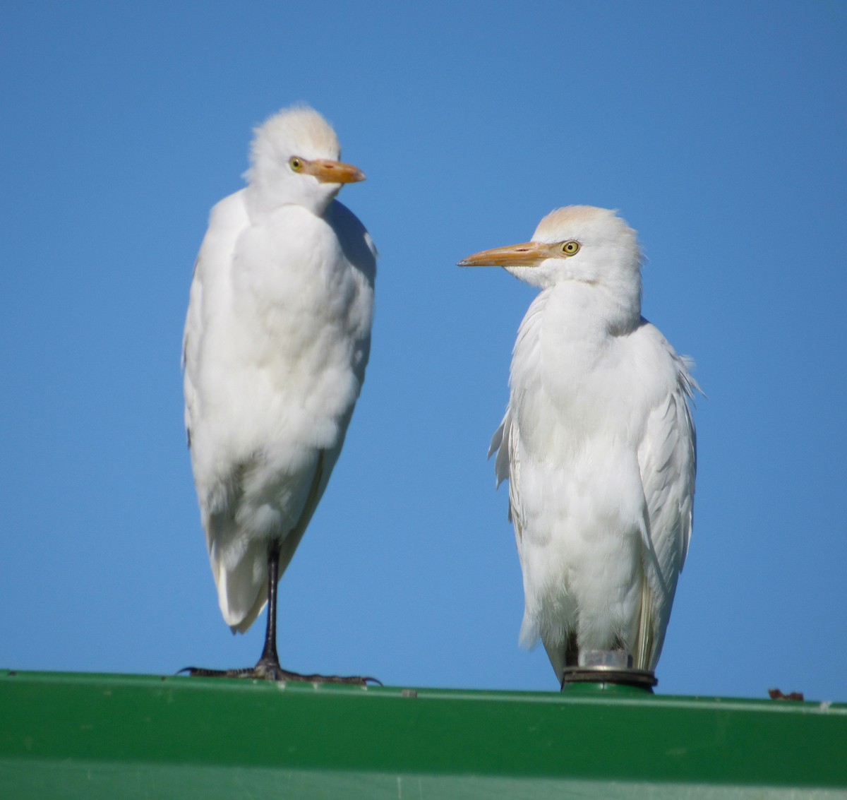 אנפית בקר מערבית - ML646824046