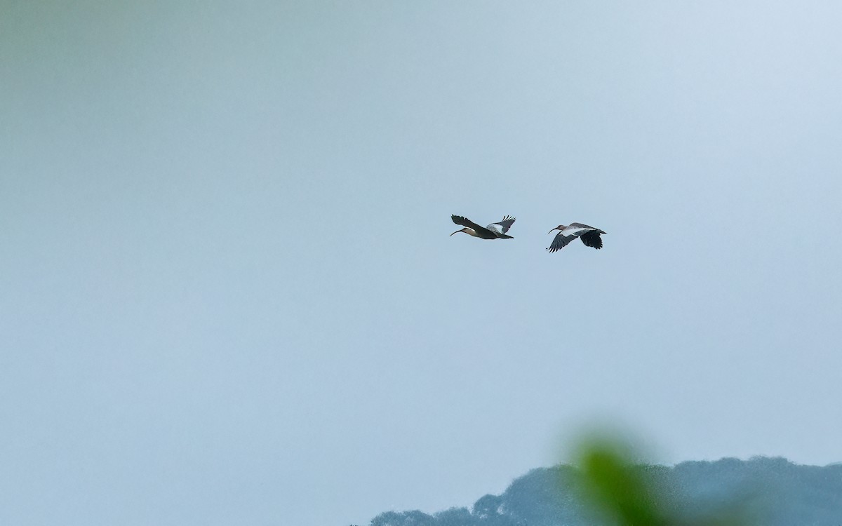Buff-necked Ibis - ML646824047