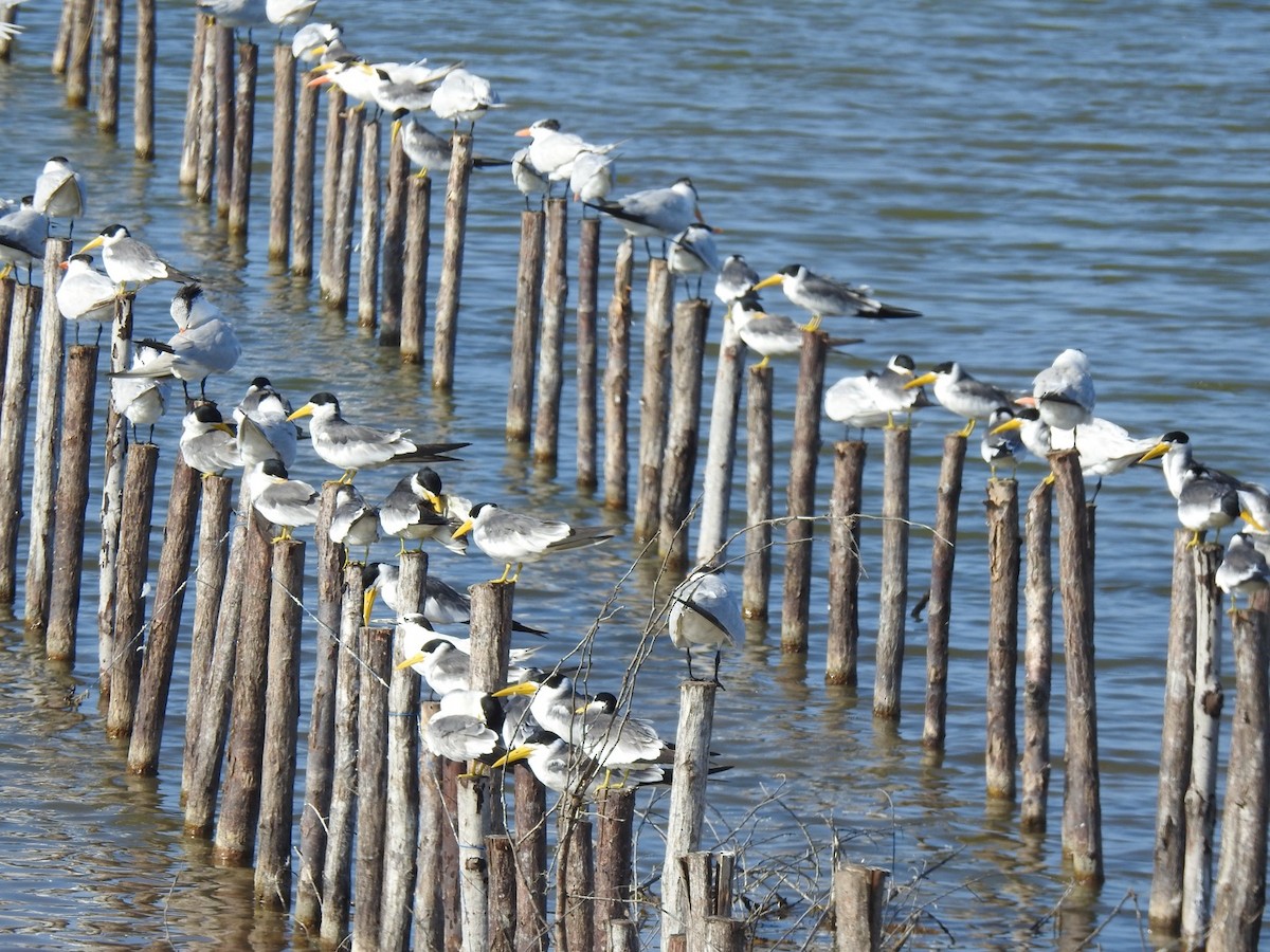 Large-billed Tern - ML646824048