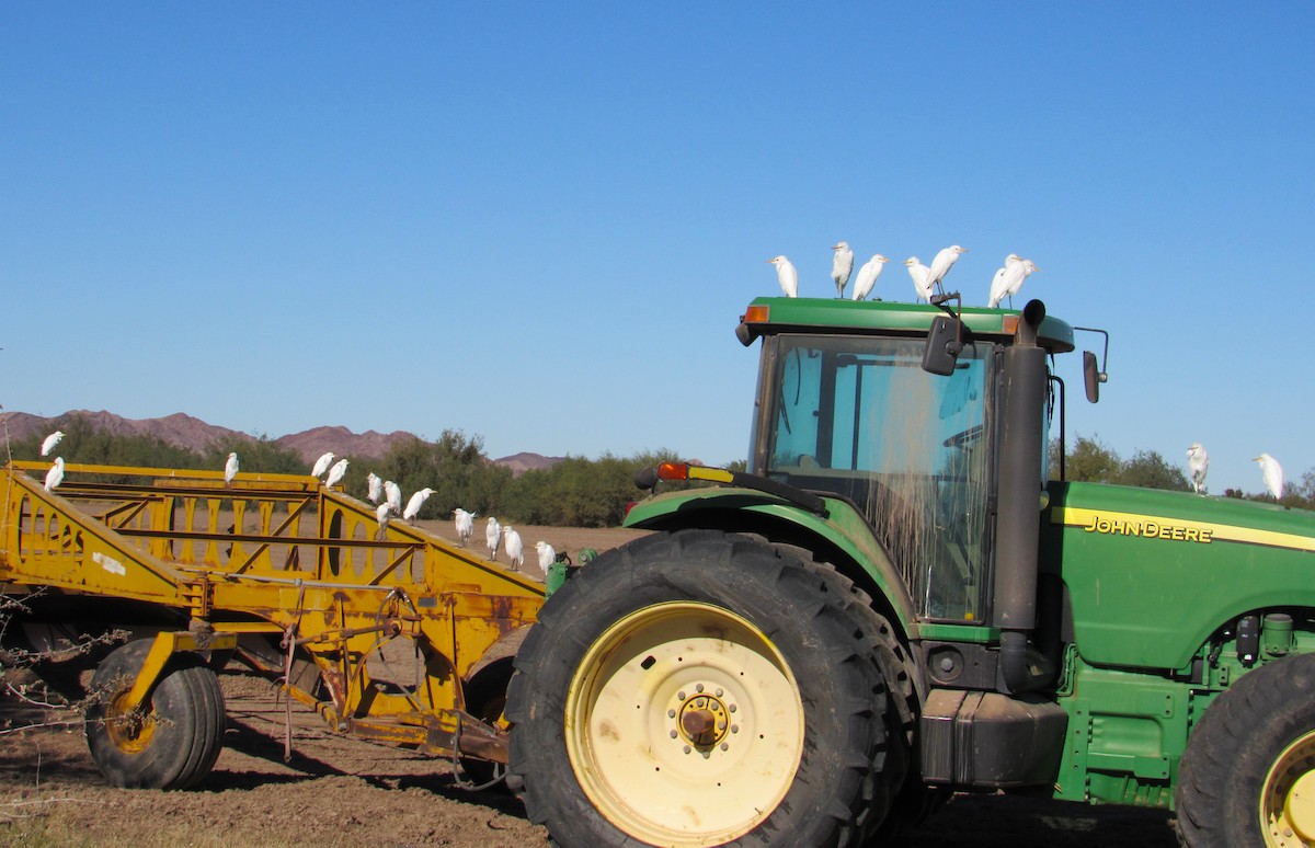 אנפית בקר מערבית - ML646824049