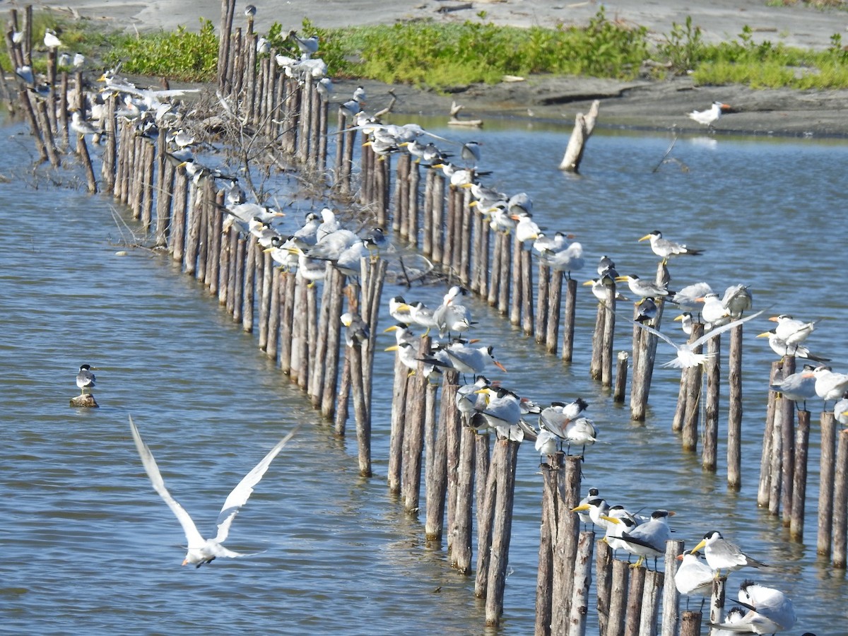 Large-billed Tern - ML646824050