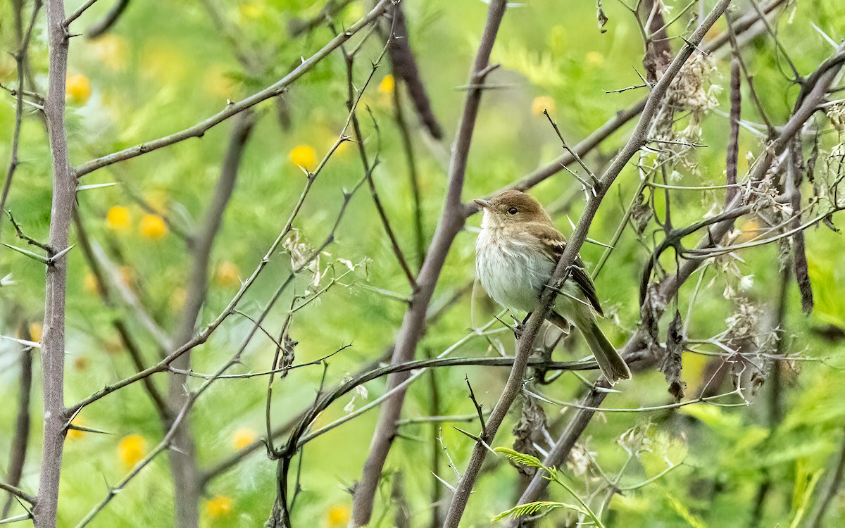 Bran-colored Flycatcher - ML646824051