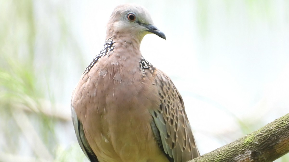 Spotted Dove - ML646824056