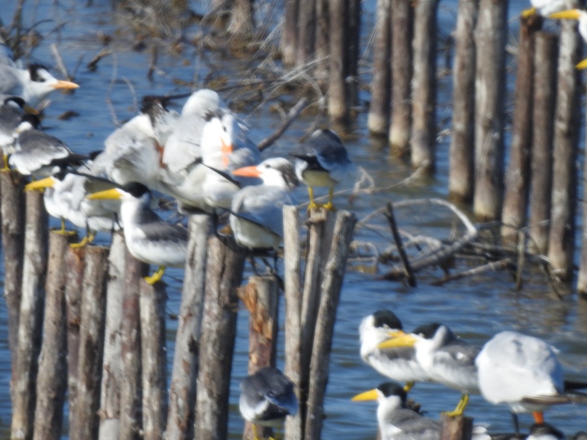 Royal Tern - ML646824057