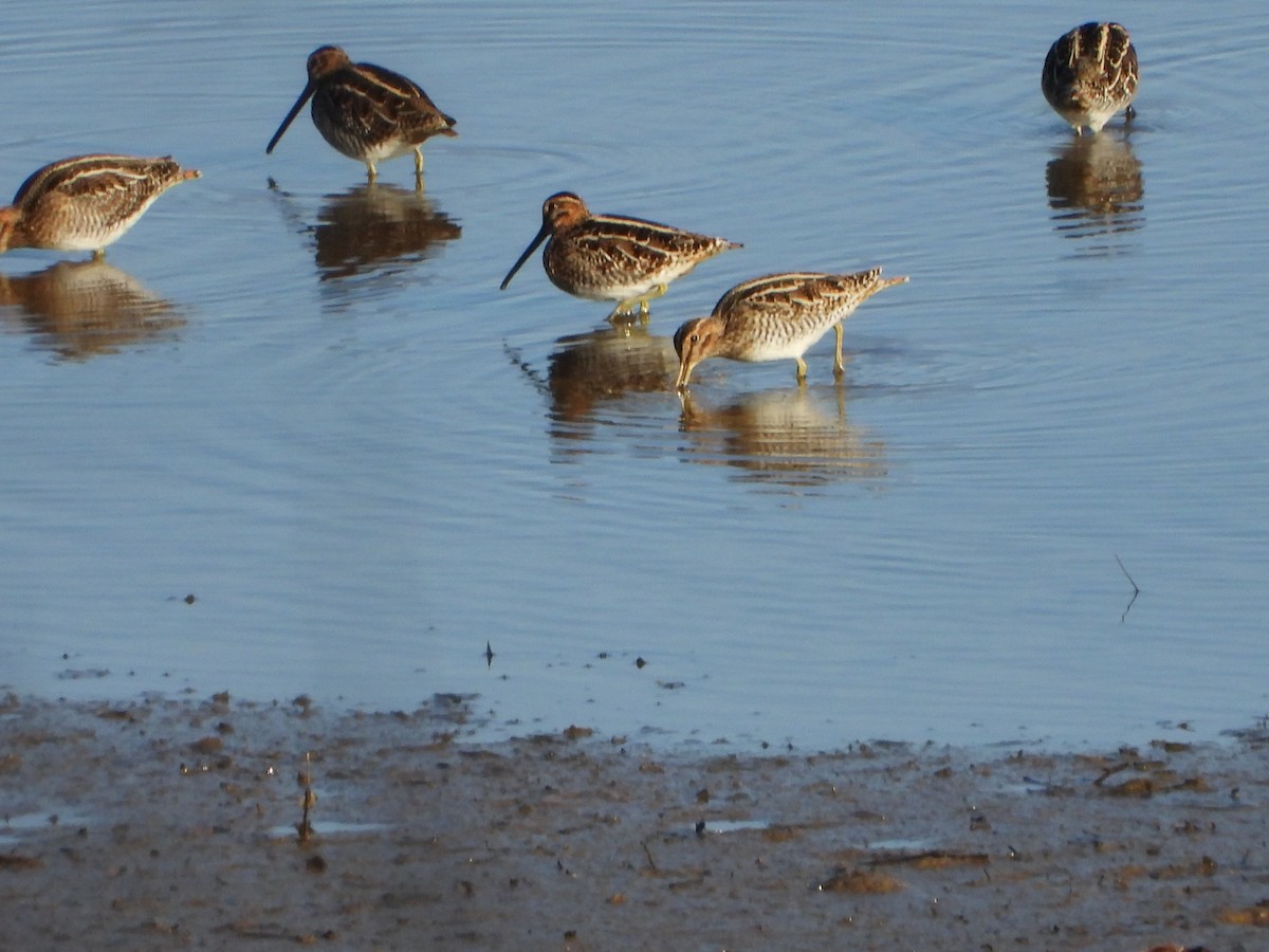 Wilson Suçulluğu - ML646824058