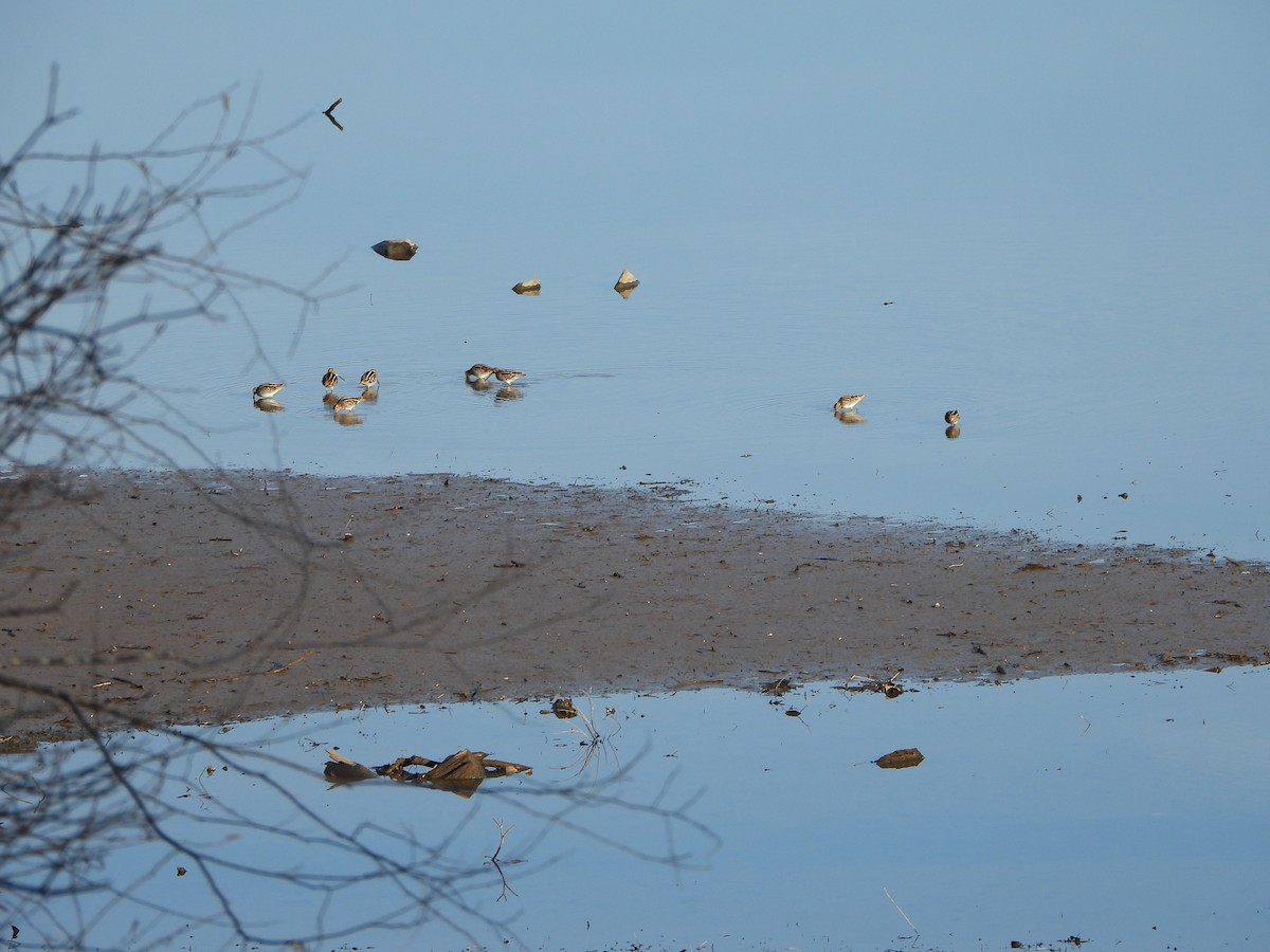 Wilson Suçulluğu - ML646824059